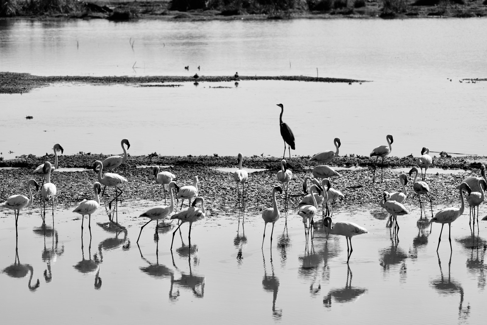 flamingos on body of water