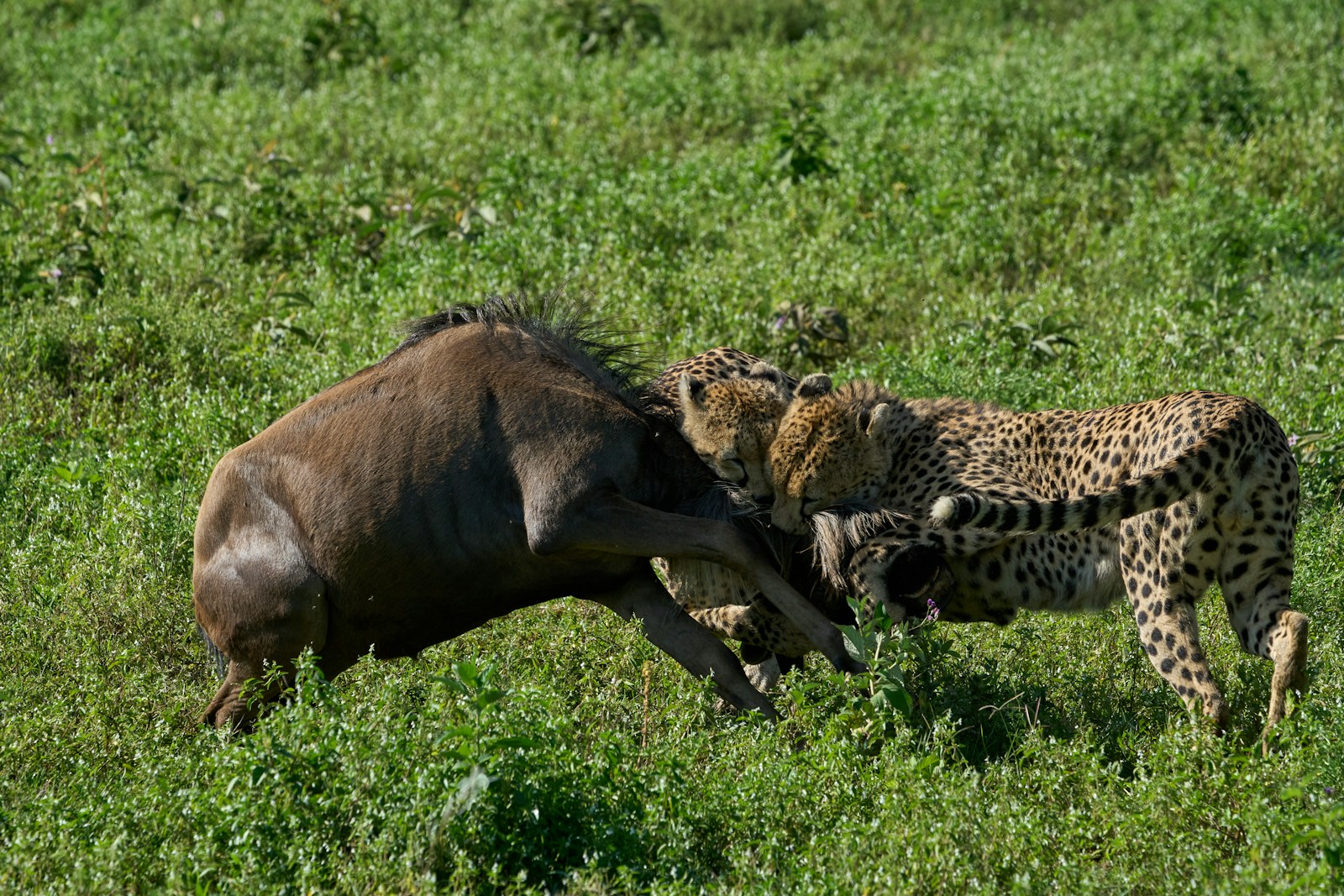 brown and black cheetah walking on green grass field during daytime