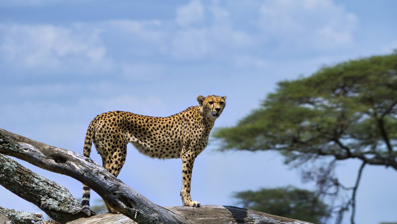 cheetah on brown wooden log under blue sky during daytime