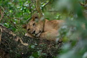 brown lioness lying on brown rock during daytime