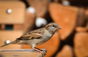 sparrow, bird, animal