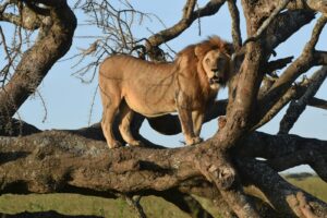 a lion standing on a tree branch