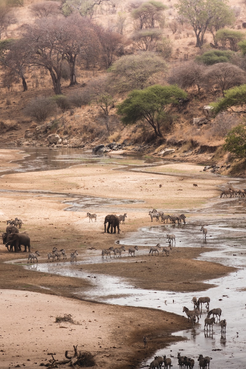 a herd of wild animals walking across a river