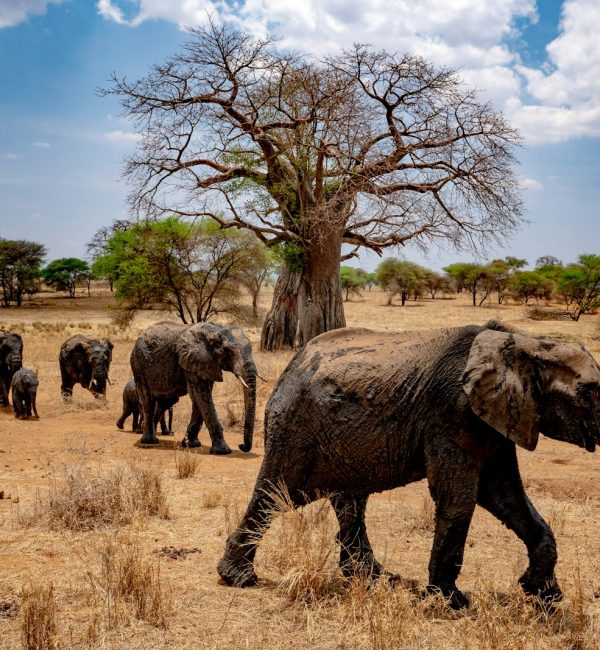 a herd of elephants walking across a dry grass field