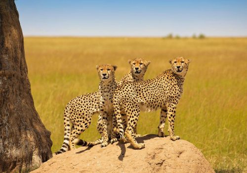 tanzania-adventure-safari_R9ER4